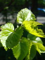 Morus alba